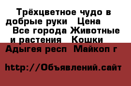Трёхцветное чудо в добрые руки › Цена ­ 100 - Все города Животные и растения » Кошки   . Адыгея респ.,Майкоп г.